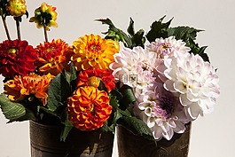 大麗花,嬌琴紗,地?zé)?/>
                            </a>
                            <div   id=