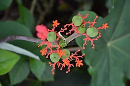 花卉,異國情調(diào),綠色