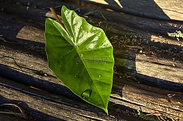 葉,紋理,線路