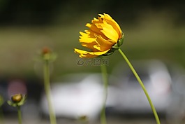 花,黃色,干