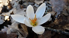番紅花,白,宏