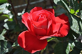 羅莎,花園,春