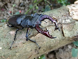 roháč,甲虫,昆虫