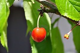 櫻桃,夏季,花園