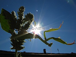 螳螂,动物,昆虫
