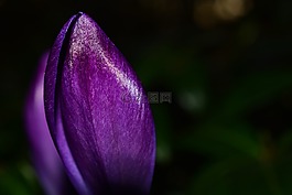 藏紅花,花,春天