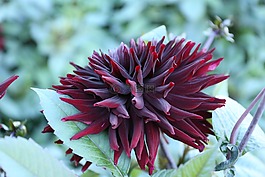 花卉,大麗花,kaktusdahlia