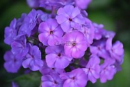 福祿考,花,紫