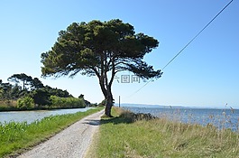 樹,離,湖