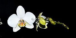蘭花,白,開花