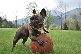 小動物,法國斗牛犬,大自然