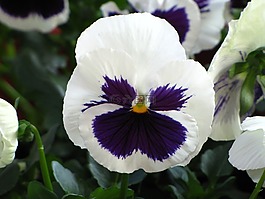 鮮花,春天,潘茜