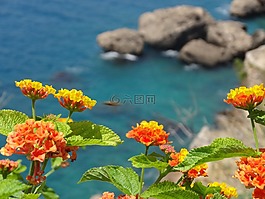 花,黃色,植物