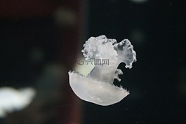海蜇,果凍,魚