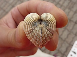 外壳,夏季,双壳类