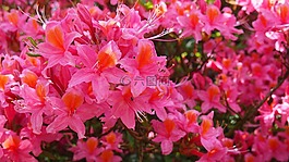杜鵑花,花,春