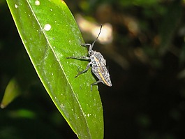 瓢蟲(chóng),昆蟲(chóng),黑色