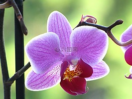 蘭花,關(guān)閉,花