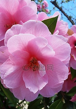 茶花,開花,春