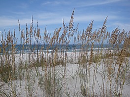 夏季,海,海灘