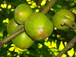 水果,benahong,绿色