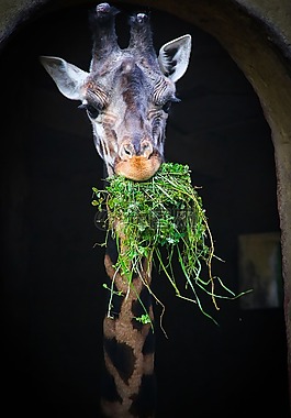 girafa,動物園,吃