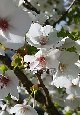 櫻桃,開花,花