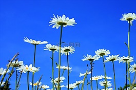 玛格丽特,草地 margerite,花