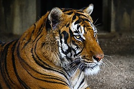 虎,動物園,野貓