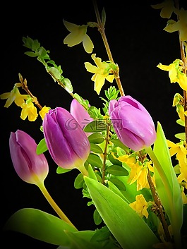 郁金香,鮮花,開(kāi)花