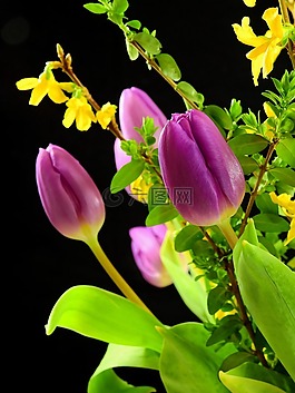 郁金香,鲜花,开花