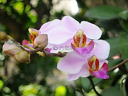 鮮花,蘭花,紫色