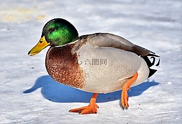 鴨,水禽,綠頭鴨