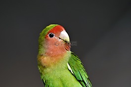 寵物,鳥,愛情鳥