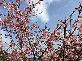 櫻桃,鮮花,春天