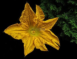 開花,南瓜花,關(guān)閉