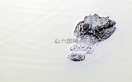 鱷魚,爬行動物,野生動物