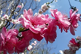 水果樹(shù),花,粉紅色