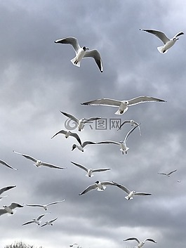 鳥,海鷗,性質(zhì)