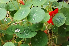 一滴水,閃耀,焊菜屬的植物