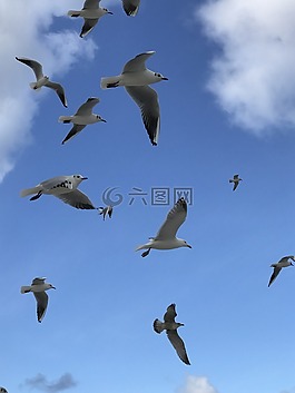 鳥,動物世界,海鷗