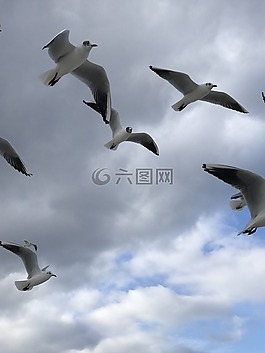 鳥,海鷗,飛行