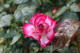 玫瑰,雨,美麗
