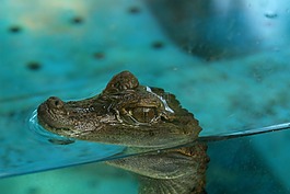 鱷魚,鱷魚幼崽,水族館
