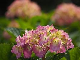 繡球花,鮮花,雨季