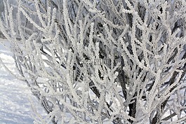 樹,冬天,雪