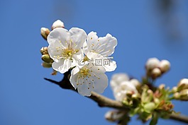 花,天空,白