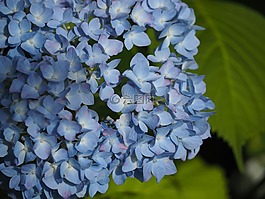 繡球花,鮮花,在初夏