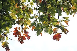 葉子,自然,光