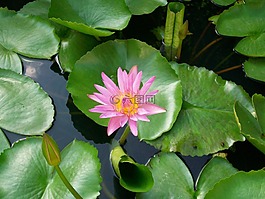 蓮花,花,泰國